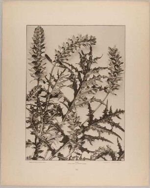 98. Gruppe aus Akanthus