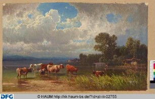 Rinder in einem See