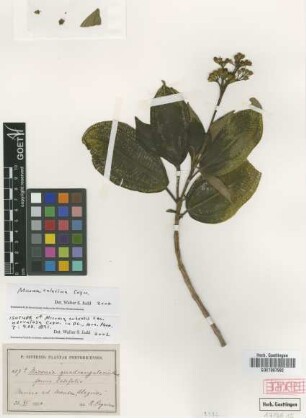 Miconia quadrangularis Naudin forma latifolia Cogn.