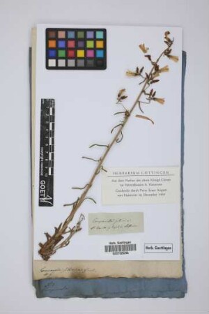 Campanula sibirica Gmel.