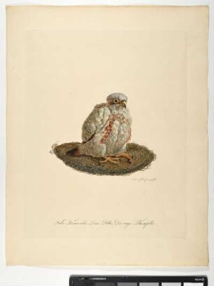 Falco Tinnunculus. Linn. Pullus. Der iunge Thurmfalke. - Turmfalke. Falco tinnunculus; pullus. - Zeichner und Stecher: Ambrosius Gabler
