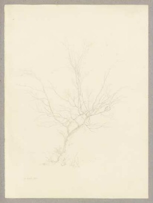 Kahler Baum
