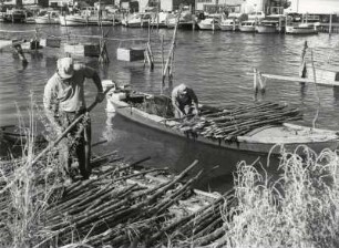 Fischereihafen in Chioggia, Pfähle für Austernzuchtanlagen werden auf Boote verladen