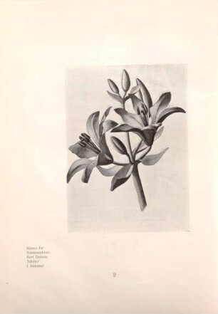 Klasse für Naturzeichnen Karl Deibele, Schüler I. Kümmel