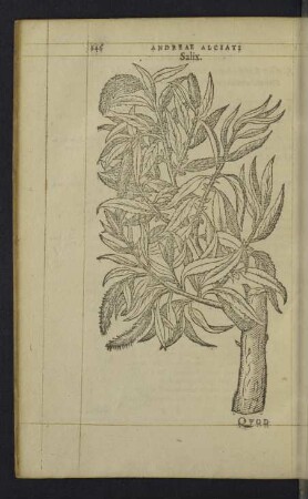 Salix.