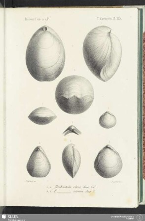 Pl. 513