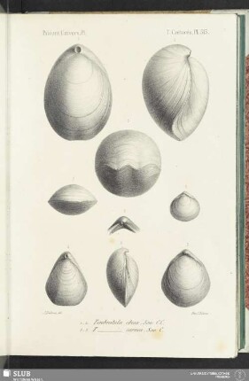 Pl. 513