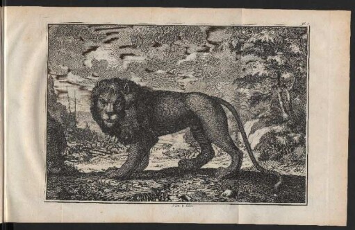 Lion. III Löwe