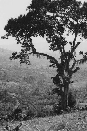 Ensetbananen- und Kaffeeanpflanzungen von Banco (Äthiopienreise 1937/1938 - 3. Fahrt: von Addis Abeba nach Mogadischu und zurück)