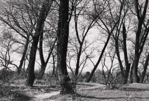Westberlin. Frühling am Waldrand bei Glienicke