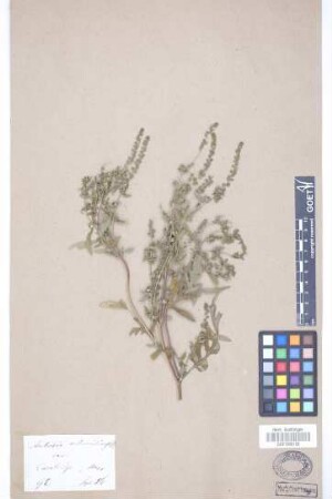 Ambrosia artemisiifolia L.