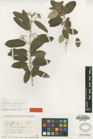 Callicarpa reticulata Sw.