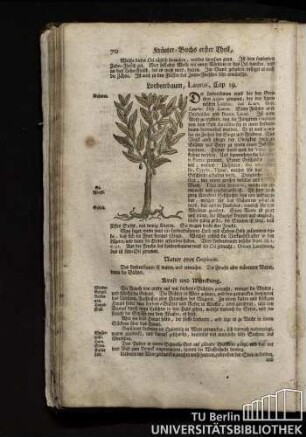 Cap. 19. Lorbeerbaum, Laurus.