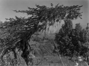 Akazie im Nebelwald : Akazie im Nebelwald des Altipiano Randstreifens nördlich von Gondar. Am Baum hängen Bartflechten