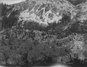Bewaldeter Berghang : Blick auf einen bewaldeten Berghang