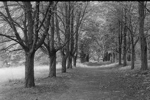 Höfgen. Akt-Pleinair 1979. Allee am Ortsrand