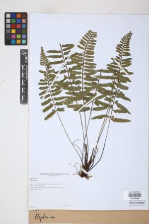 Asplenium spec.