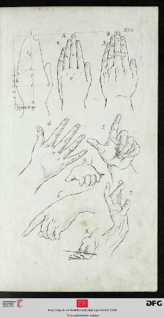 Taf. V Die Hand [(Proportionen; div. Ansichten u. Altersstufen)]
