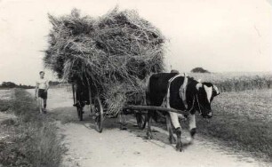 Einbringen der Heuernte mit Ochsengespann in Golenz : Wolacy zapřah za synowe žně w Holcy