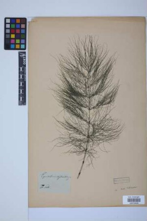 Equisetum sylvaticum L.