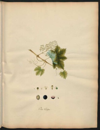 1. Vitis vinifera