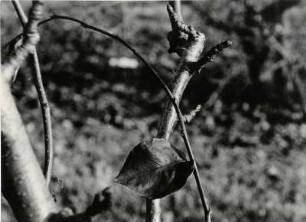 Blatt im Herbst