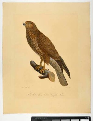 Falco Buteo. Linn. Der Mäusefalke. Femina. - Mäusebussard. Buteo buteo; fem. - Zeichner: Ambrosius Gabler; Stecher: Johann Carl Bock