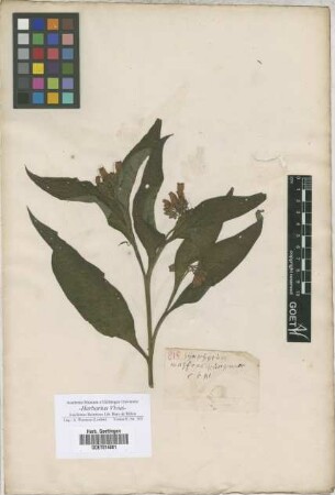Symphytum