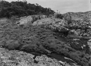 Flechten : Von Flechten überzogene Felsen