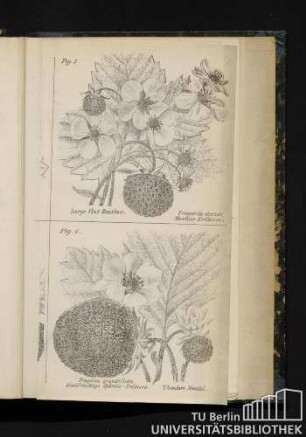 Stamm-Arten der Gartenerdbeeren: Fig. 1. Vineuse de Champagne. Fragaria collina Wald-Erdbeere / Fig. 2. Rote ohne Ranken. Fragaria vesca, Monats-Erdbeere / Fig. 3. Large flat Hautbois. Fragaria elatior, Moschus-Erdbeere / Fig. 4. Beehive. Fragaria virginiana, Scharlach-Erdbeere / Fig. 5. Chili Orange. Fragaria chiloensis, Chili-Erdbeere / Fig. 6. Fragaria grandiflora, grossfrüchtige Hybride-Erdbeere. Theodore Moulié.