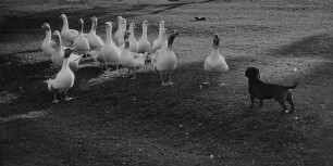 Archivfotografie "motive_tiere_haus_hunde_7172"
