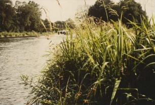 Uferbewuchs am Stichkanal Osnabrück/Mittellandkanal