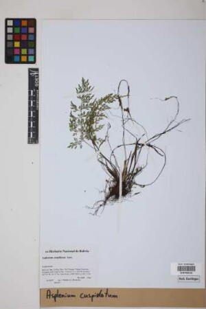 Asplenium cuspidatum Lam.