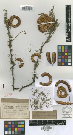 Prosopis nandubey Lorentz [holotype]