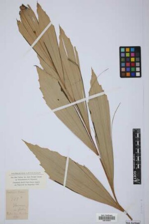 Korthalsia wallisii ined.
