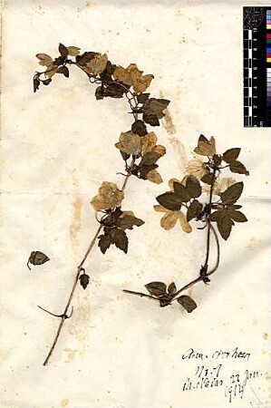 Ranunculaceae Clematis cirrhosa Linné, Carl von (1707 - 1778) [El'adas]