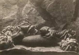 Einsiedlerkrebs (Eupagurus bernhardus Linnaeus, 1758) im Aquarium Helgoland