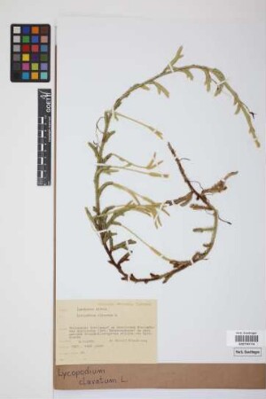 Lycopodium clavatum clavatum L.