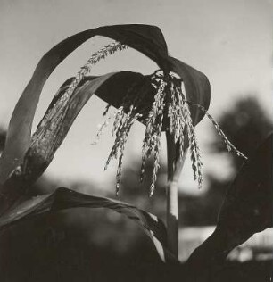 Mais (Zea mays). Blüte (männlich)