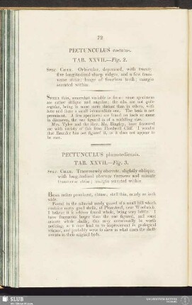 Pectunculus costatus. Tab. XXVII. - Fig. 2