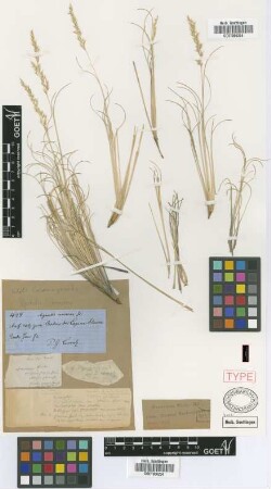 Agrostis canescens Griseb. [type]