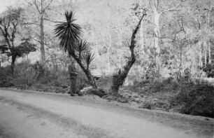 Reisefotos. Urwaldstraße (vielleicht in Mexiko). Ansicht mit einem Touristen