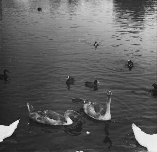 Serie zu: Moritzburg. Wassergeflügel : Dresden-Altstadt, Palais im Großen Garten. Enten und Schwäne im Palaisteich