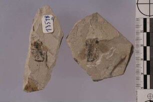 Baumwanze (Pseudopalomena incerta)