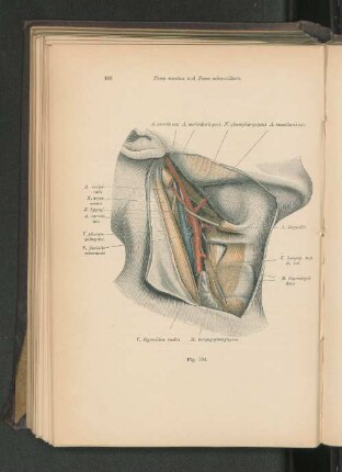 Fig. 194. Fossa carotica und Fossa submaxillaris.