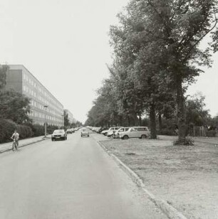 Lindenalle mit 92 Linden (Tilia grandifolia; Naturdenkmale)
