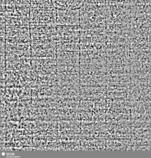 Lilie / CVC = S.7/8