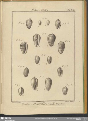 Pl. 376. Mitre. Mitra
