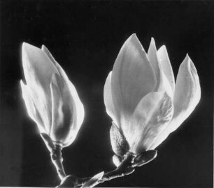 Blüten einer Magnolie
