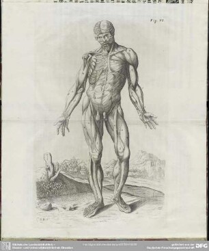 Fig. VI